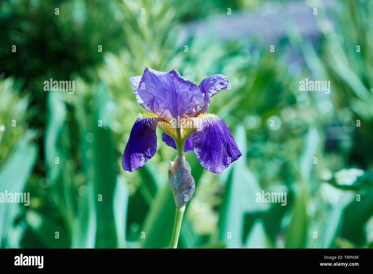 Un primo piano di un fiore di un iris blu in un giardino Foto Stock