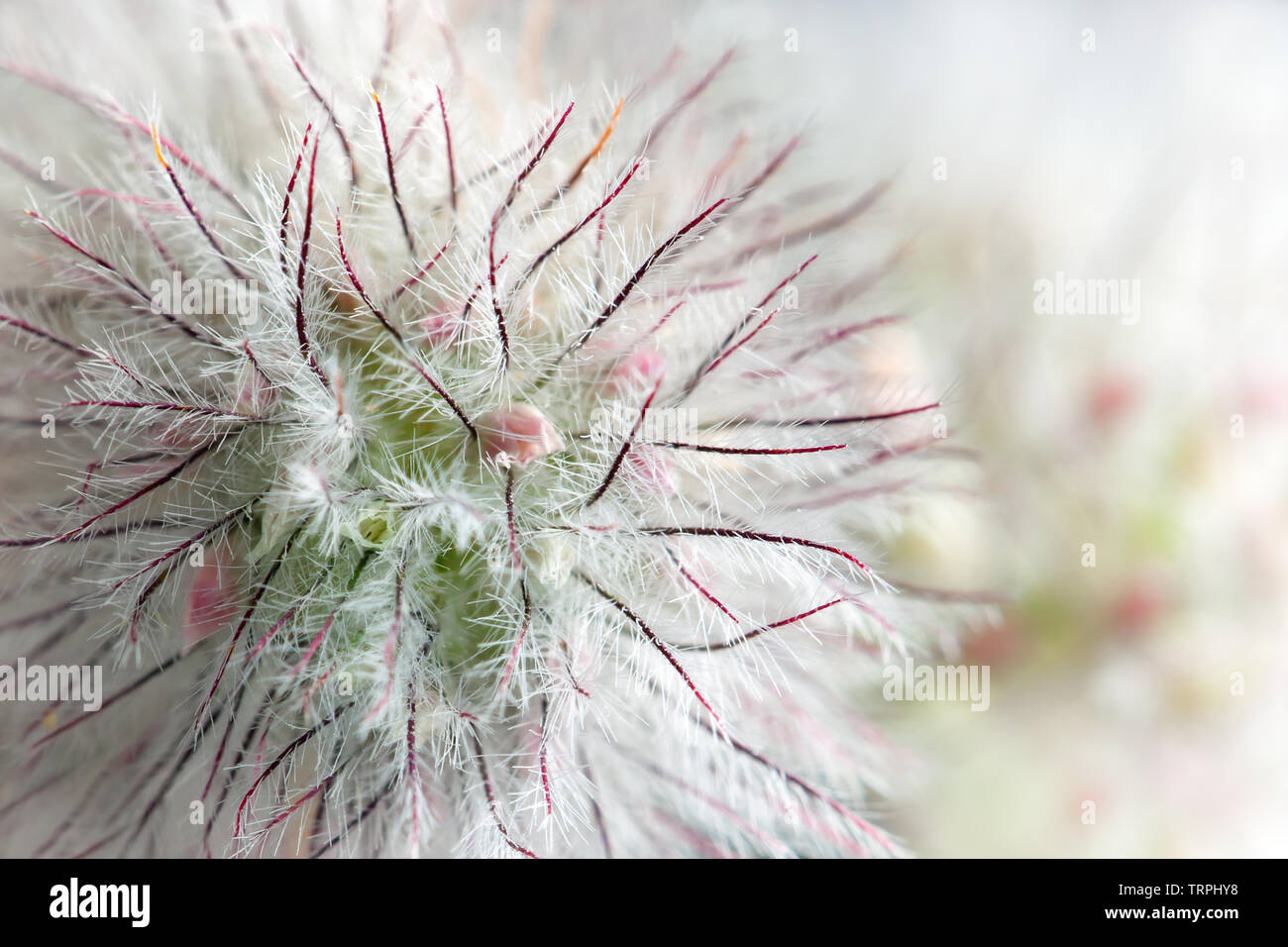 Geum rivale, l'acqua avens, è una fioritura delle piante della famiglia delle Rosaceae Foto Stock