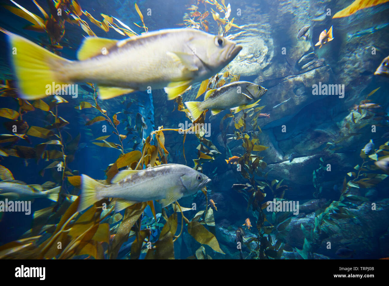 Pesci a Ripley's acquario, Toronto, Canada Foto Stock