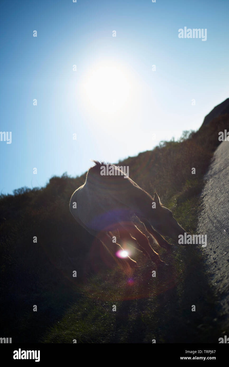 Cavalli selvaggi pascolare nei campi nelle dune nel caldo sole estivo Foto Stock