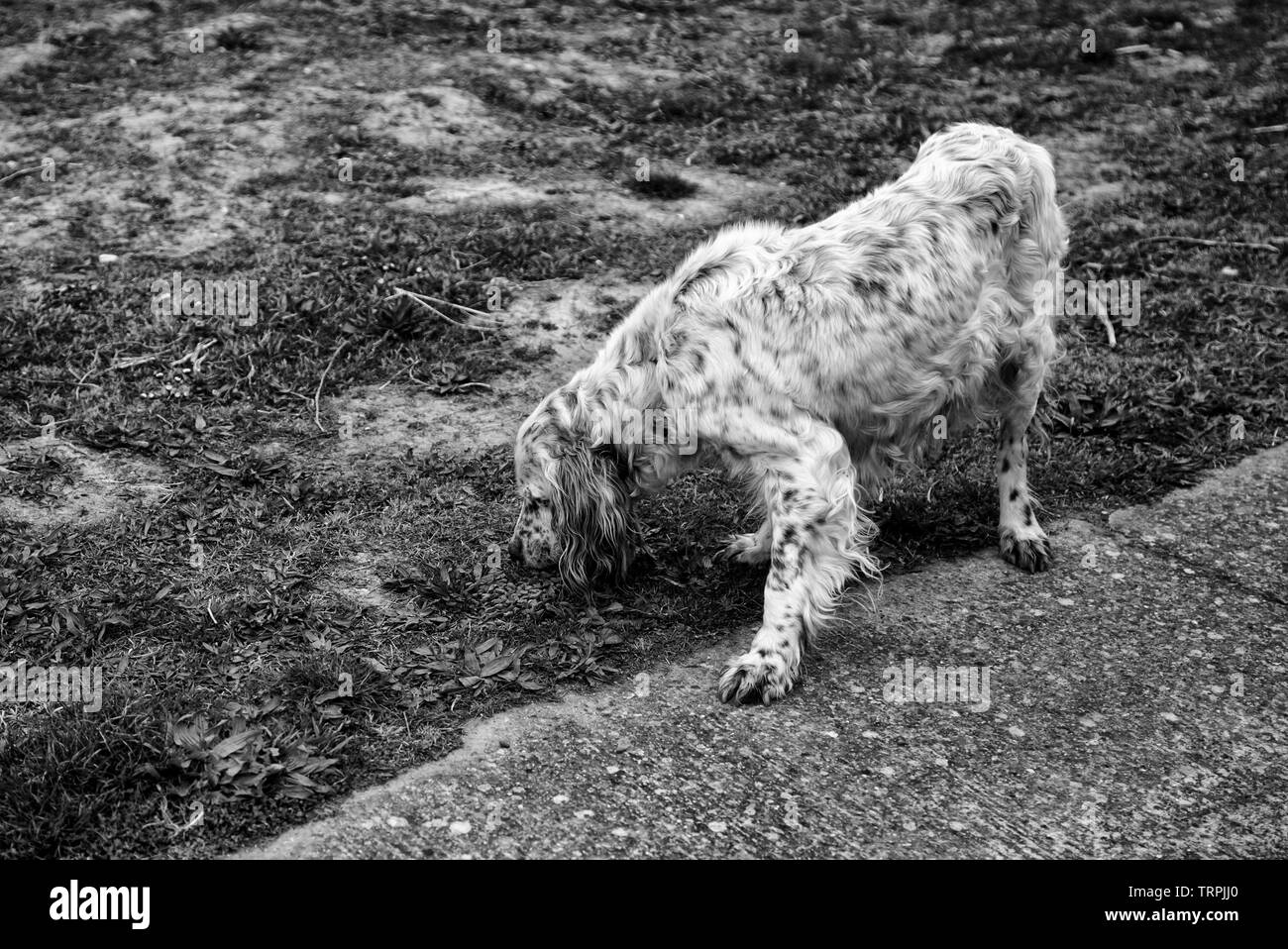 Cane da caccia park, gli animali e la natura, mammiferi Foto Stock