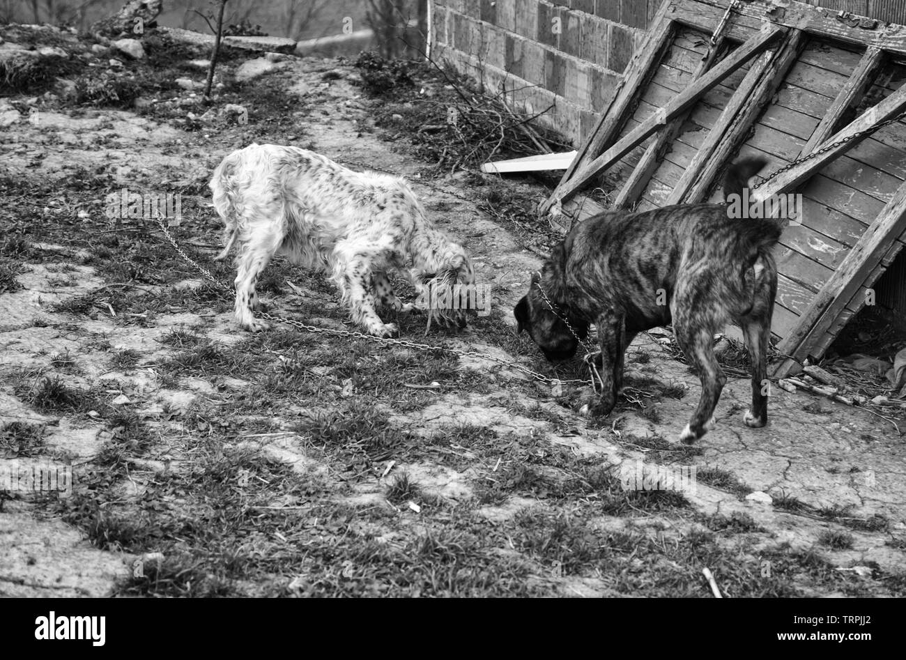Cane legato in campo con i recinti, custode e gli animali abbandonati Foto Stock