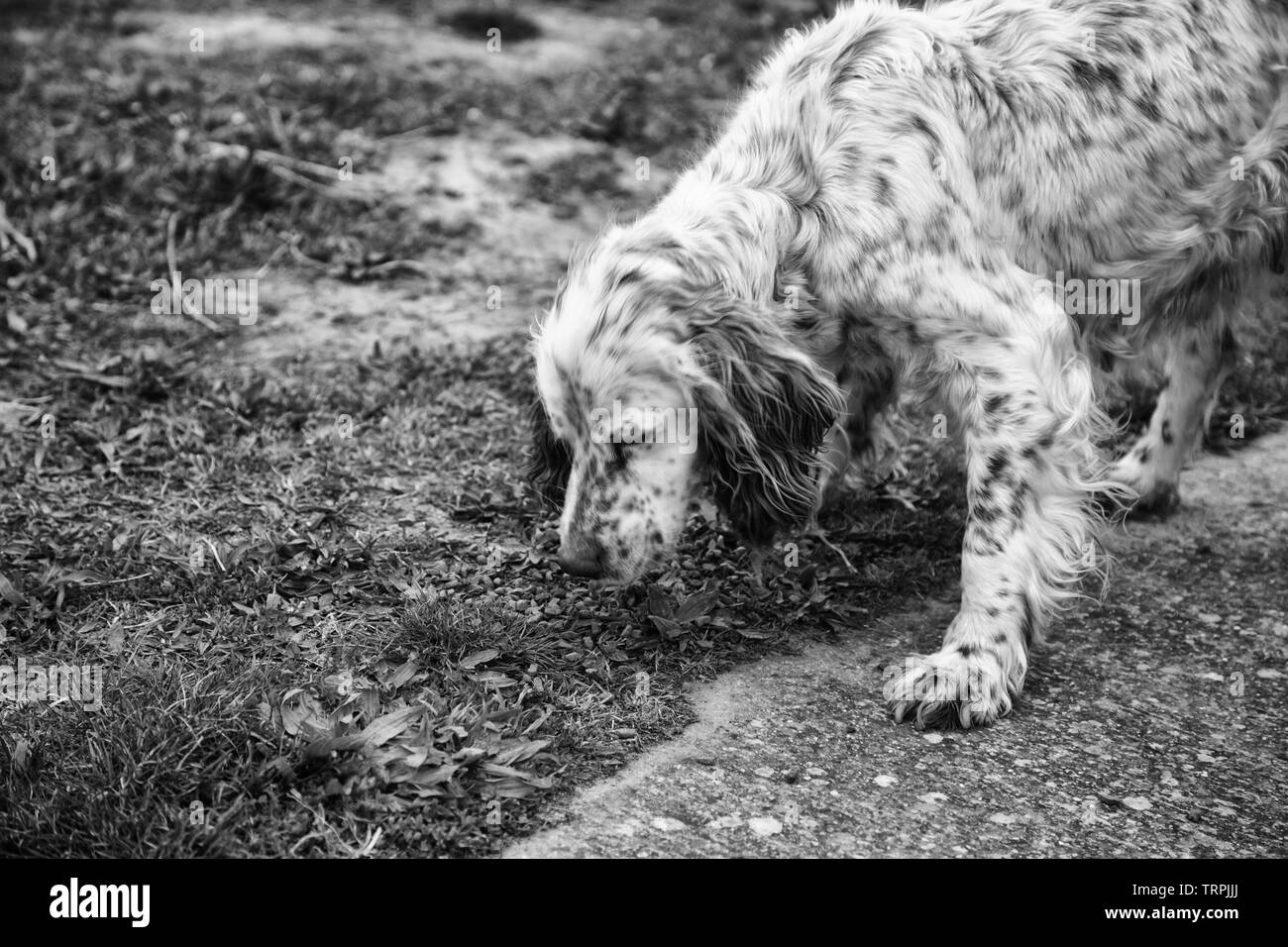 Cane da caccia park, gli animali e la natura, mammiferi Foto Stock