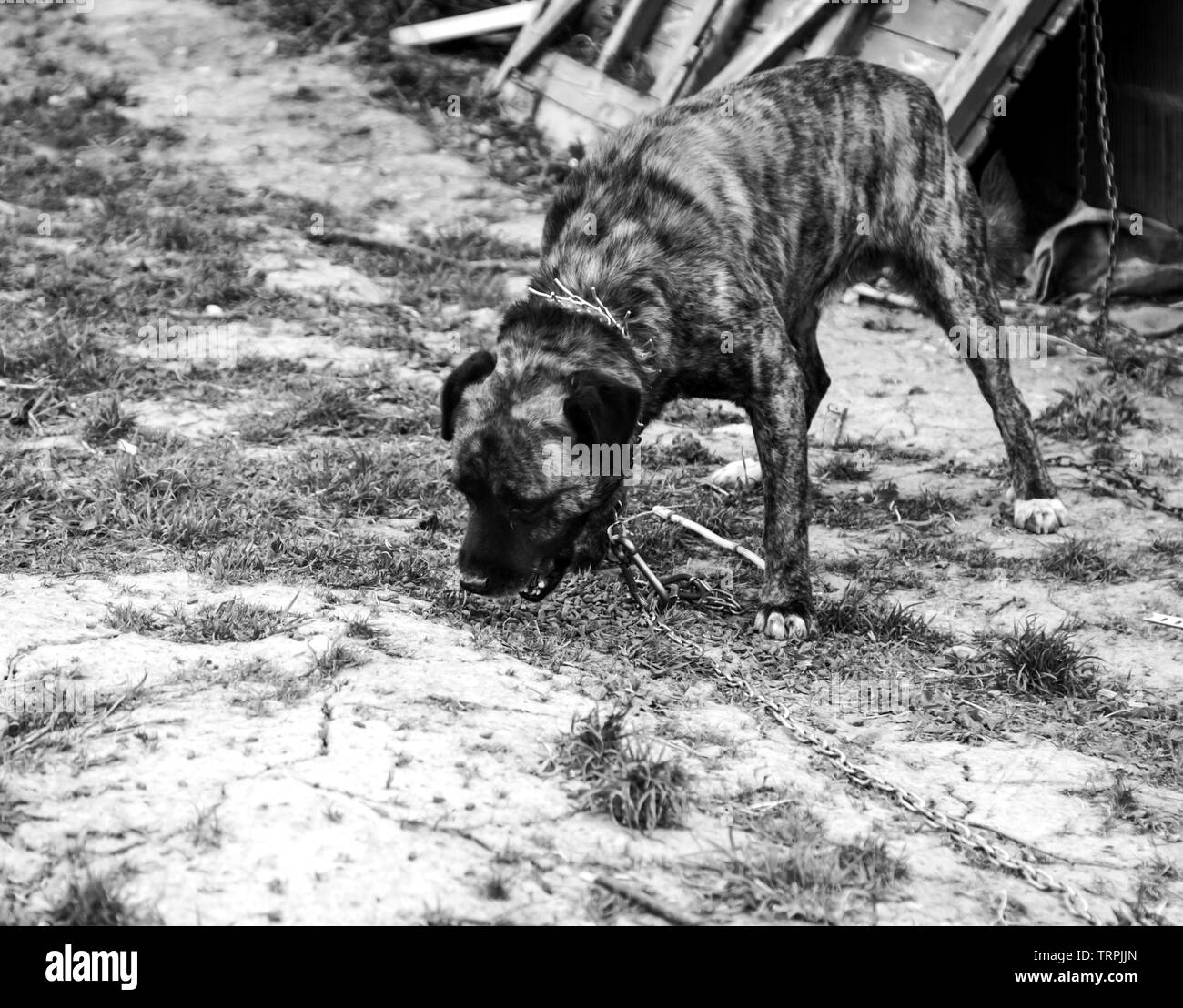 Cane legato in campo con i recinti, custode e gli animali abbandonati Foto Stock