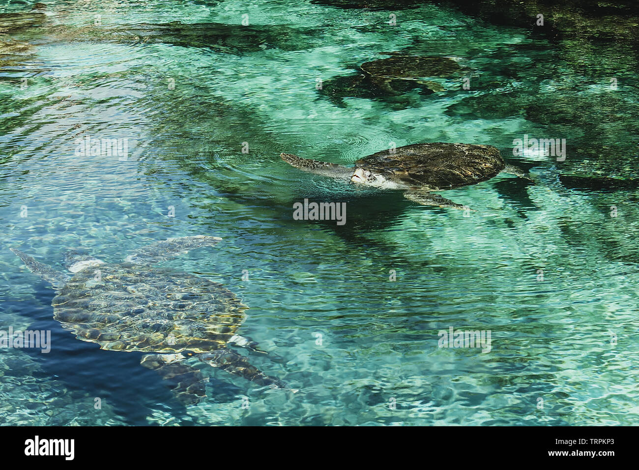 Le tartarughe di mare diving in chiaro acque poco profonde. Le tartarughe marine in ambiente naturale. Spiaggia tropicale di fauna selvatica. Foto Stock