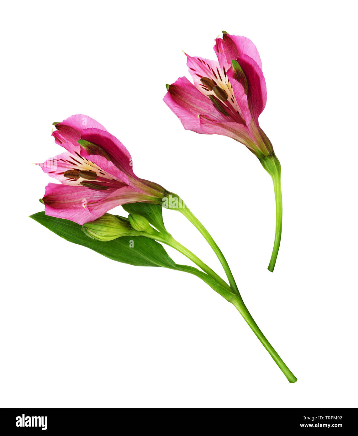 Primo piano di rosa fiori alstroemeria isolato su bianco Foto Stock