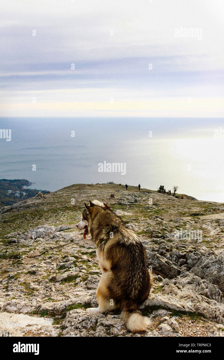 Un Malamute Cane di razza si trova sulla cima di una scogliera e guarda verso il mare e le montagne. Bella animali domestici. Cani Pedigree Foto Stock