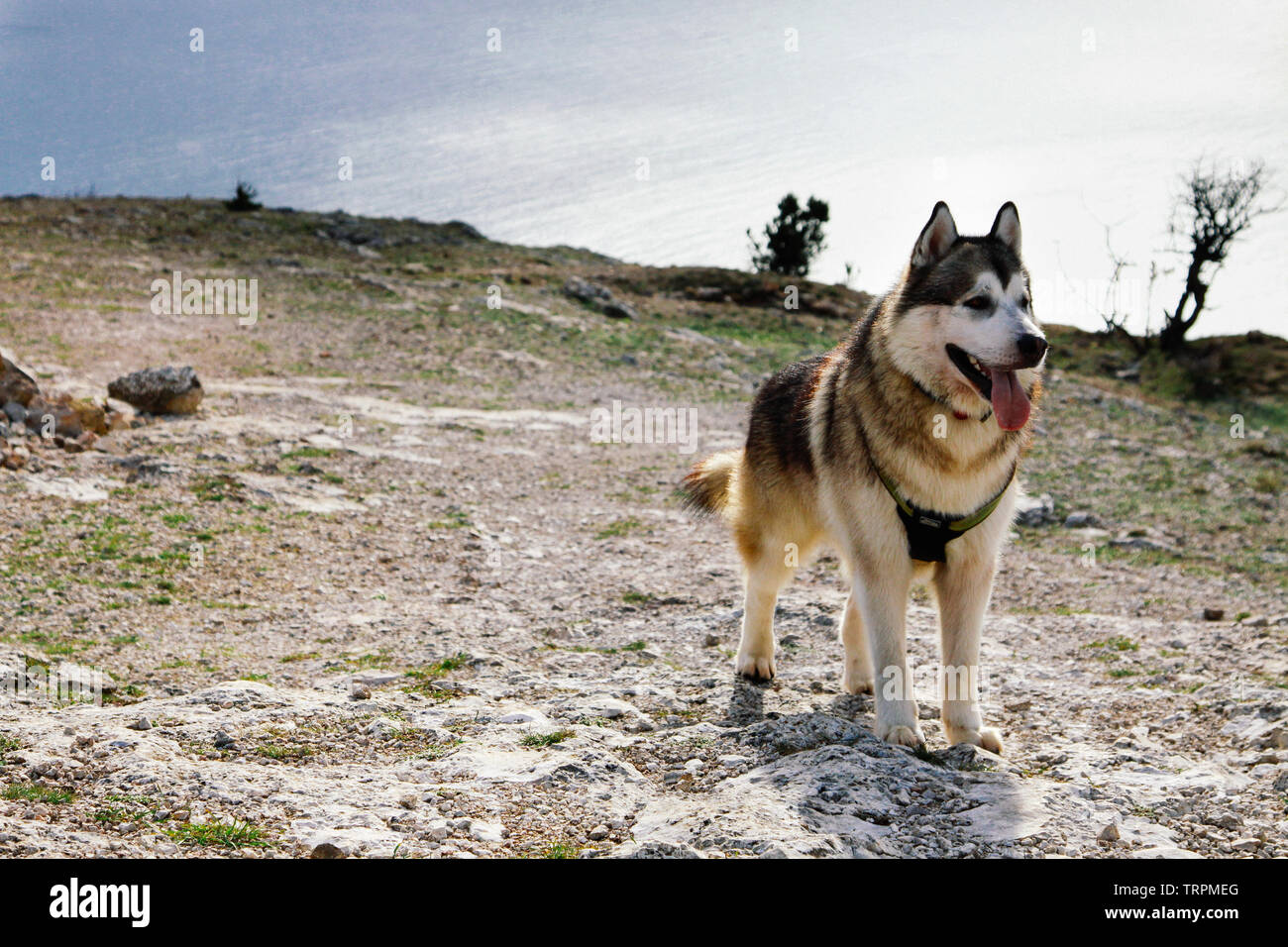 Malamute Cane passeggiate sulle montagne a molla. Strada di montagna, sentieri escursionistici. Foto Stock