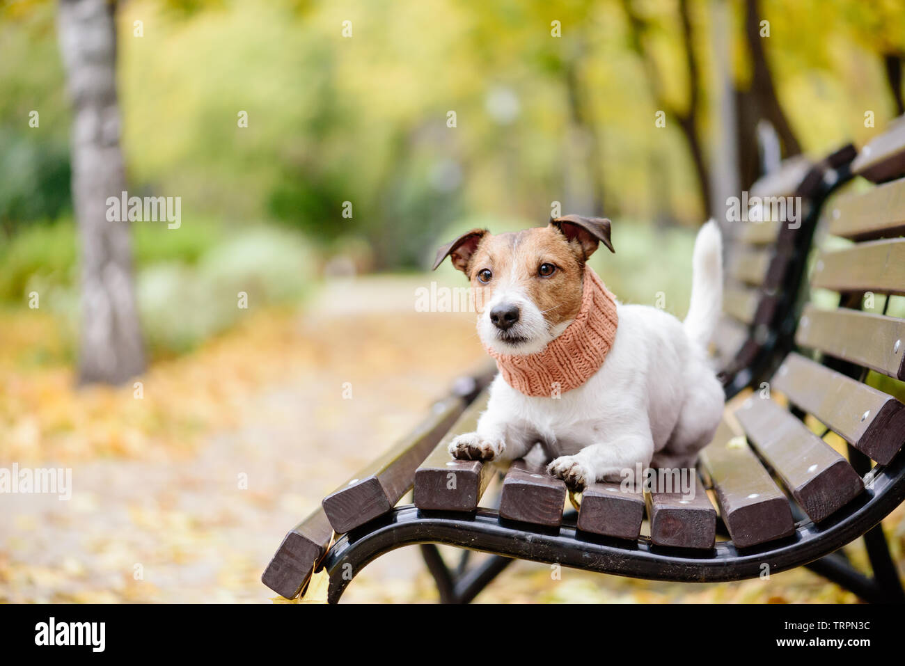 Domestico pet di razza dog guinzaglio sul banco a caduta (autunno) park Foto Stock