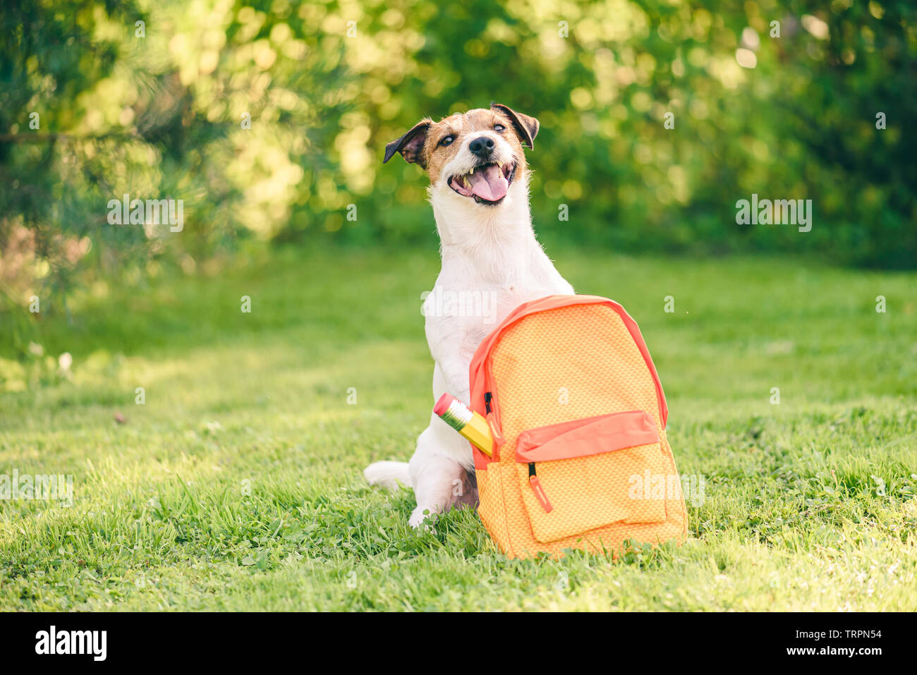 Bentornato al concetto di scuola con il cane e uno zaino pieno di articoli di cancelleria Foto Stock