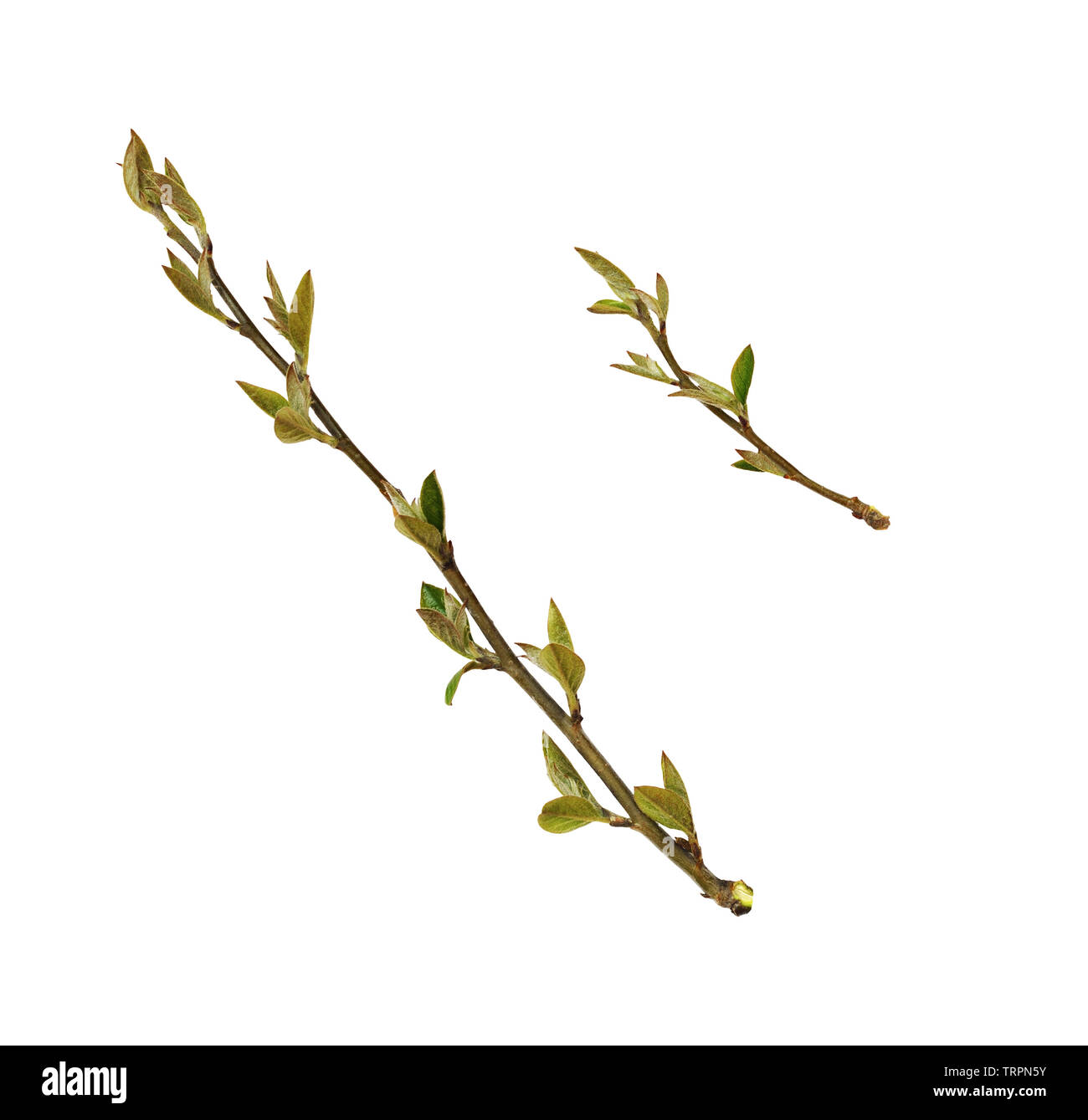 Set di ramoscelli di primavera con piccole foglie verdi e germogli isolato su bianco Foto Stock