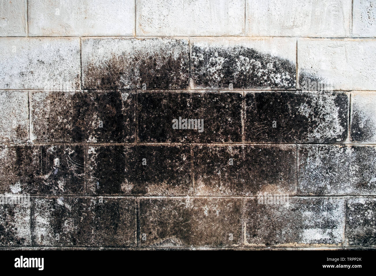 Muro di mattoni di colore bianco sporco lichen stain edicola Foto Stock