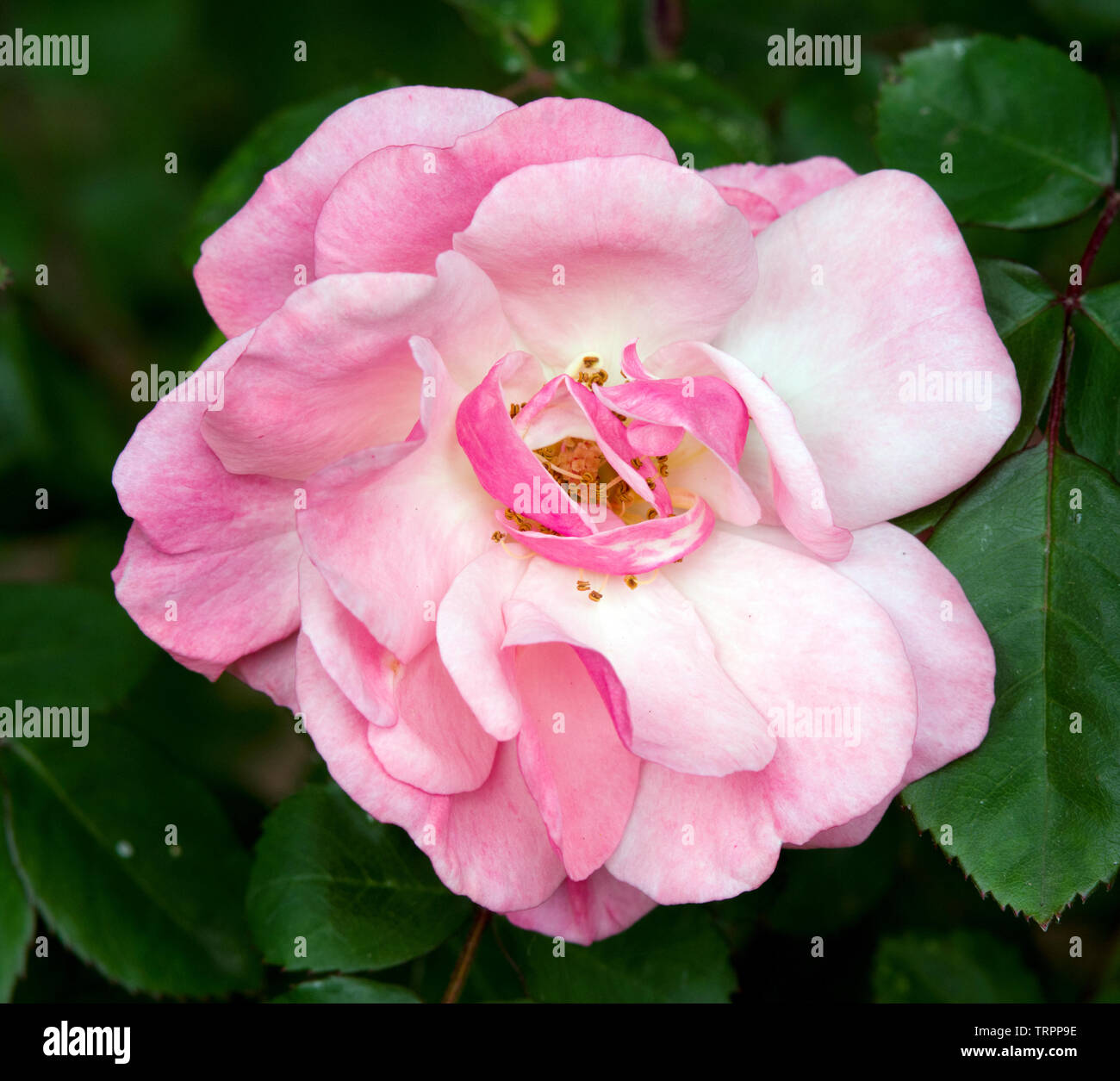 Rose " Clair Matin" Foto Stock