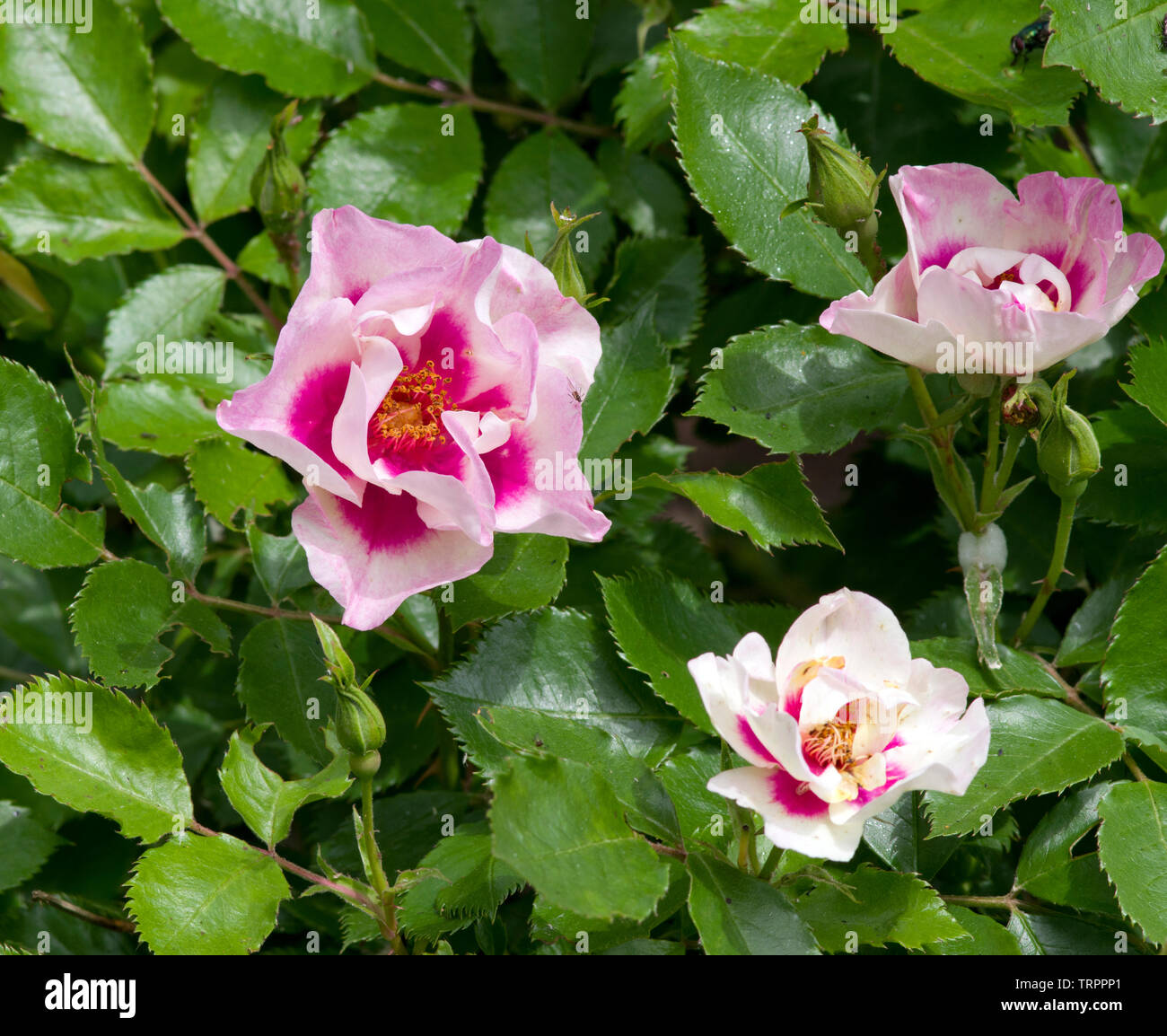 Gli occhi di Rose per voi Foto Stock