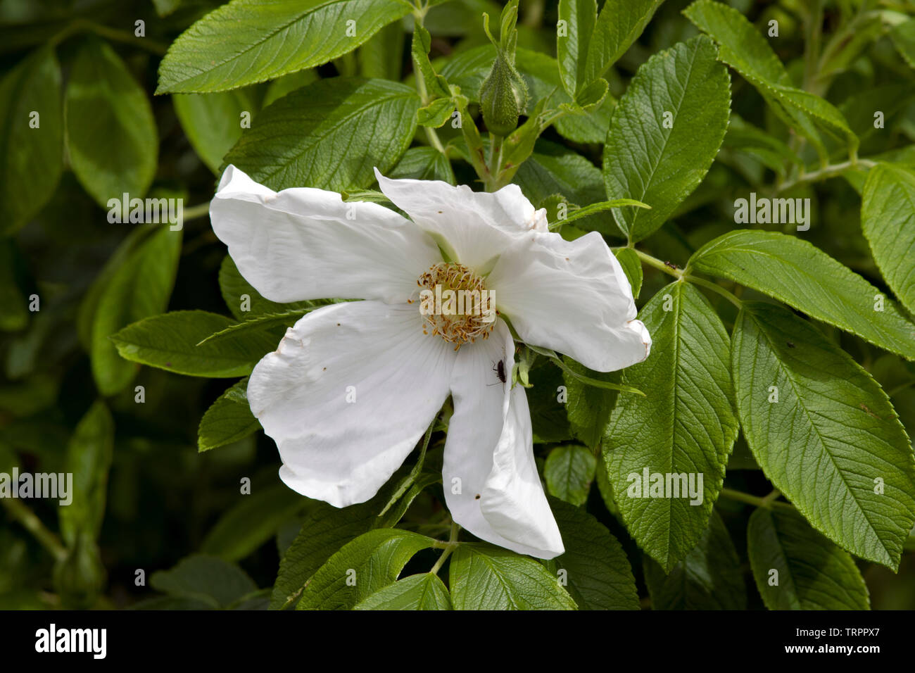 Rose Nijveldt White Foto Stock