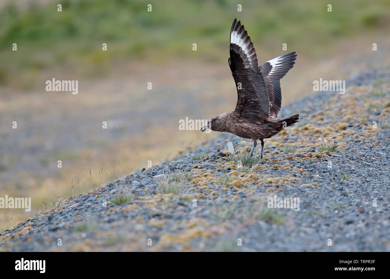 Grande Skua o Bonxie [Stecorarius skua] - Islanda Foto Stock