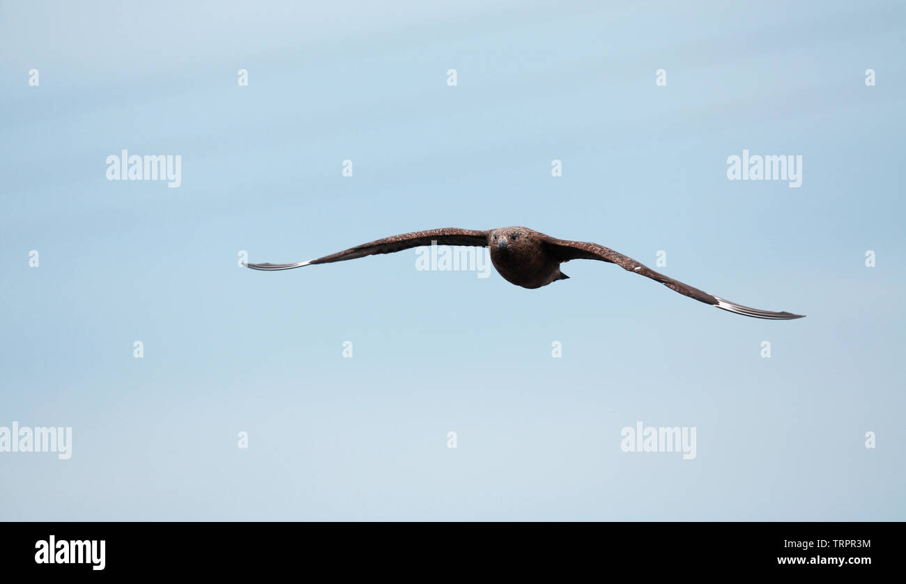 Grande Skua o Bonxie [Stecorarius skua] - Islanda Foto Stock