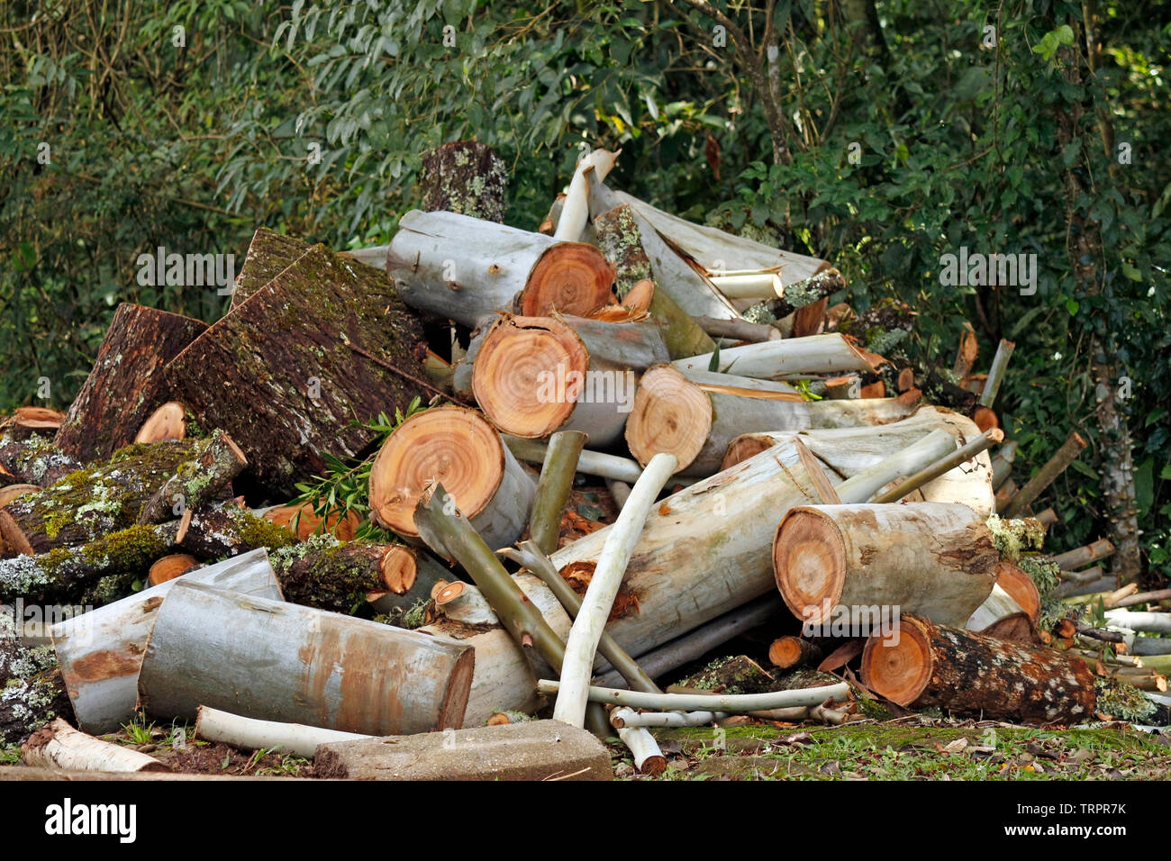 Il taglio di alberi di rimboschimento si verifica di solito in autunno. Foto Stock