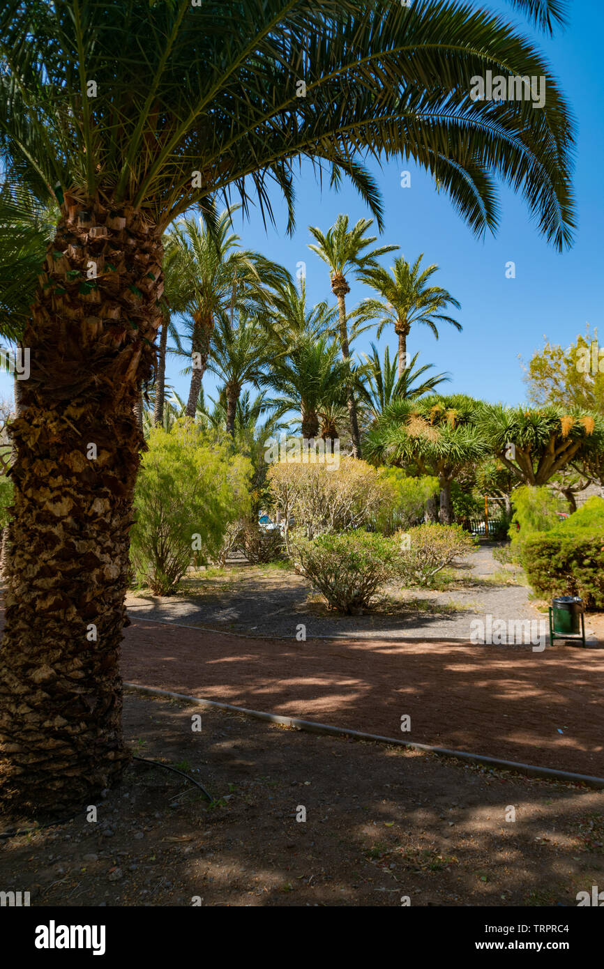 Viaggio a La Gomera, isole Canarie. La Torre del Conde, parco naturale e bellissimo luogo in cui potrete rilassarvi e respirare aria pulita. Foto Stock