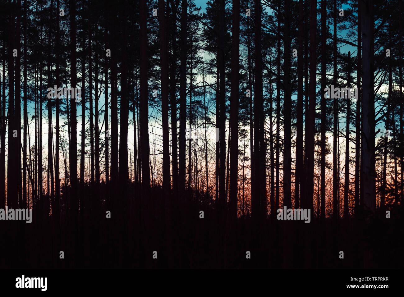 Silhouette di foresta di pini su colorata notte sullo sfondo del cielo Foto Stock