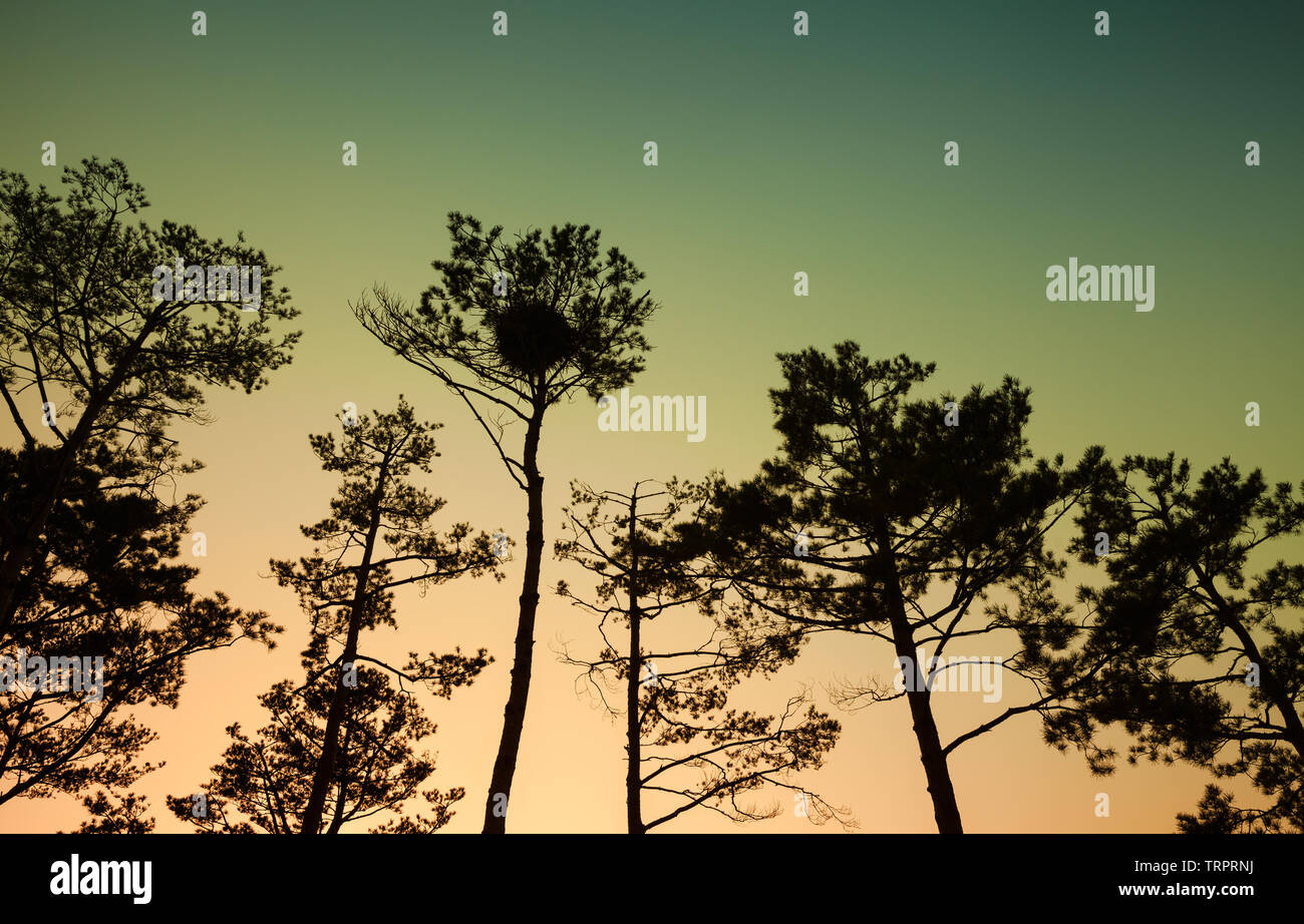 Sagome di alberi di pino al di sopra del cielo della sera sfondo al tramonto, tonica foto Foto Stock