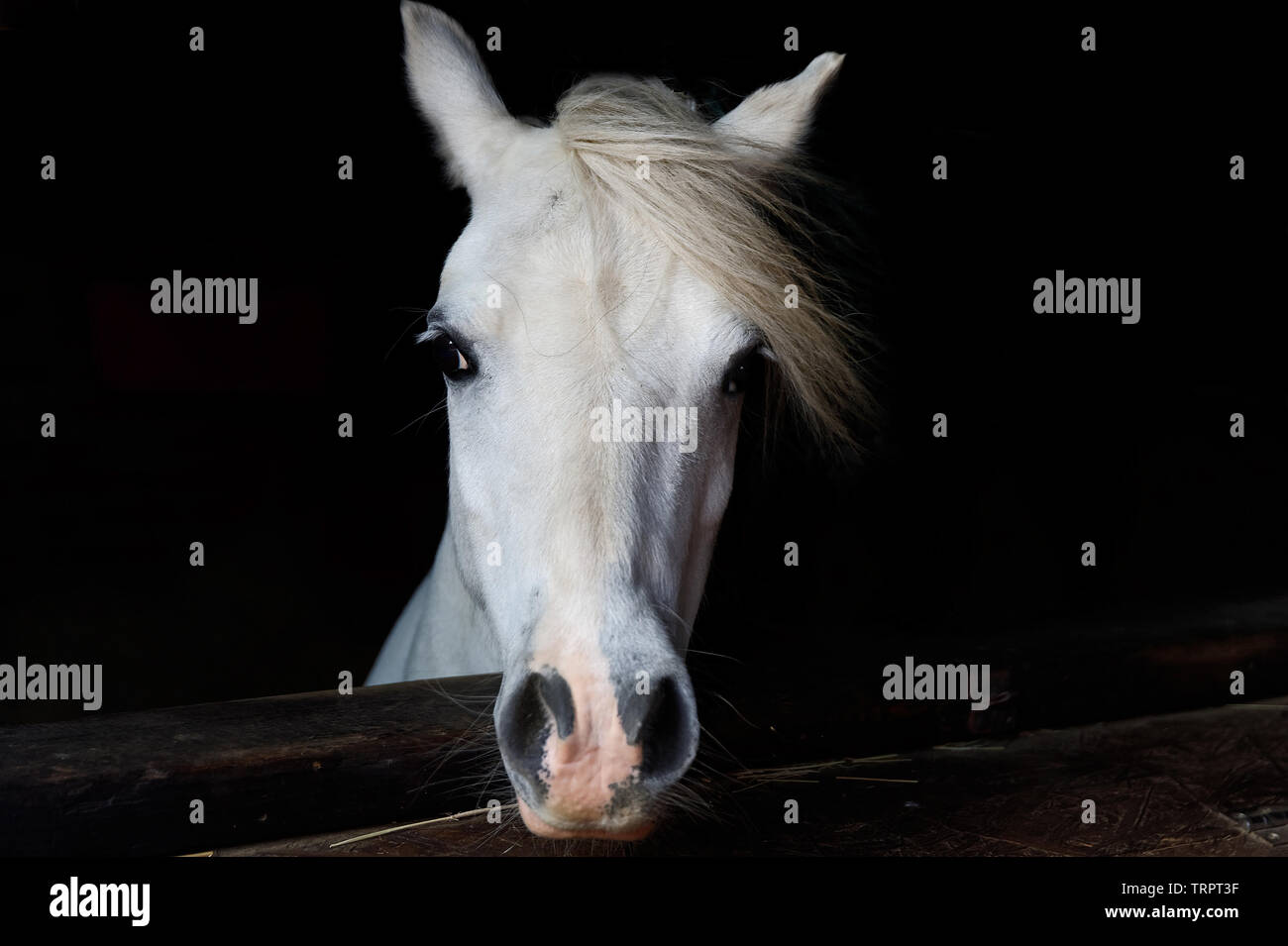 Ritratto di un pony bianco in una stabile Foto Stock