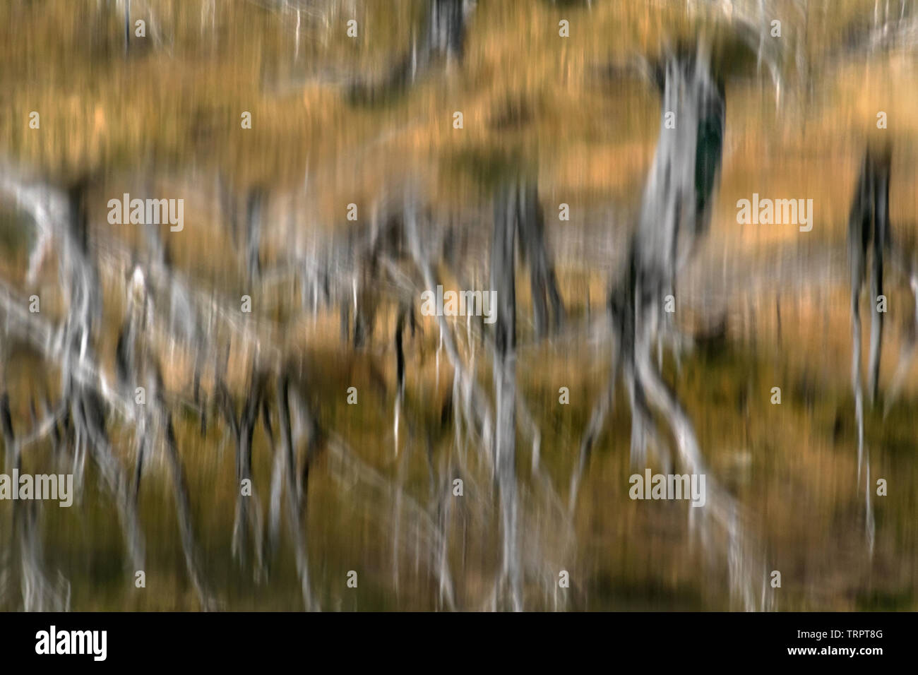 Riflessioni in acqua, Torres del Paine NP, Cile Foto Stock