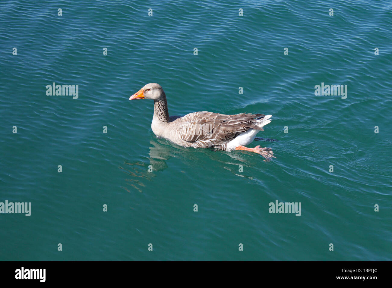 Una femmina di anatra nuota lentamente su un lago e l'acqua increspature intorno a lei Foto Stock
