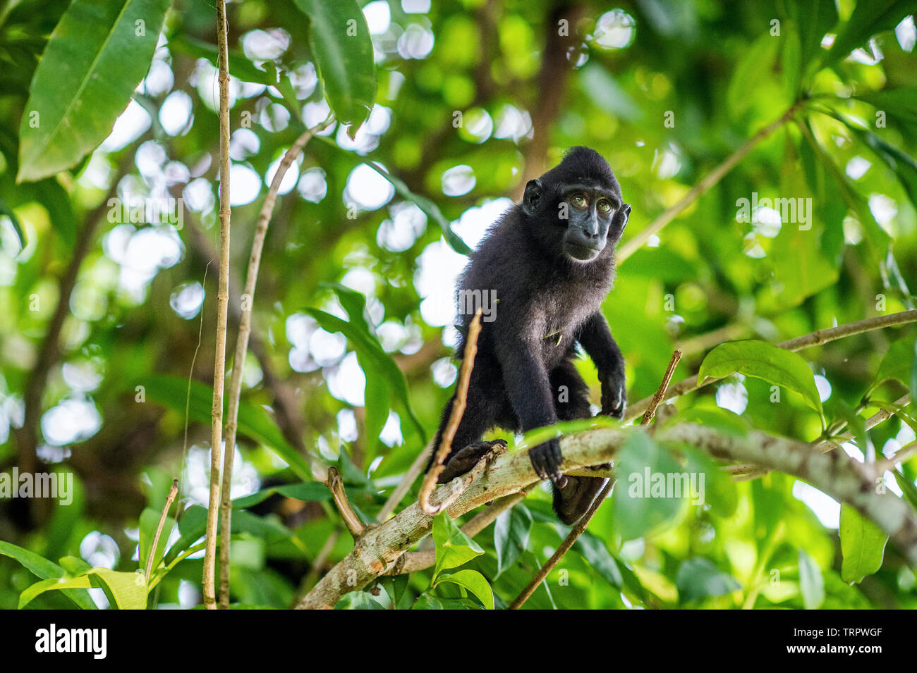 Il Cucciolo di Celebes macaco crestato sull'albero. Crested macaco nero, Sulawesi crested macaco o il black ape. Habitat naturale. Isola di Sulawesi. Foto Stock