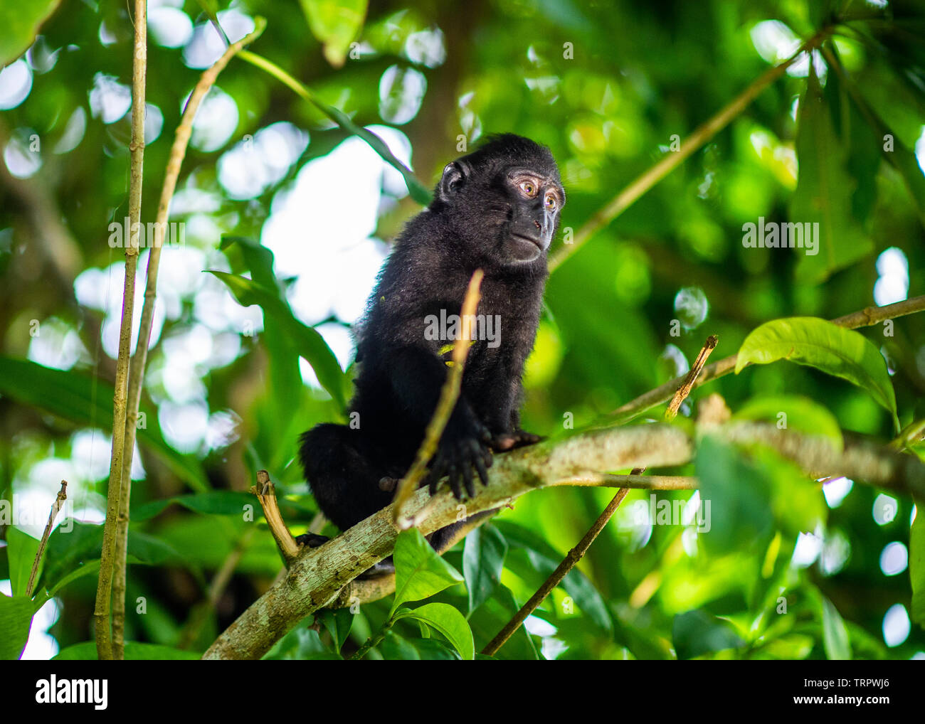 Il Cucciolo di Celebes macaco crestato sull'albero. Crested macaco nero, Sulawesi crested macaco o il black ape. Habitat naturale. Isola di Sulawesi. Foto Stock