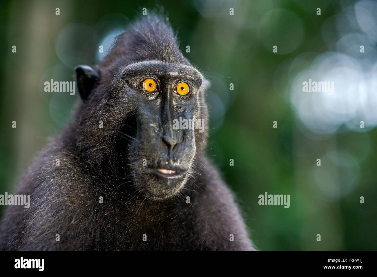 Di Celebes macaco crestato. Close up ritratto. Crested macaco nero, Sulawesi crested macaco o il black ape. Habitat naturale. Sulawesi. Indones Foto Stock