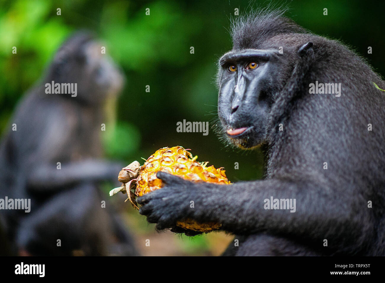 Di Celebes macaco crestato mangiare ananas. Crested macaco nero, Sulawesi crested macaco o il black ape. Habitat naturale. Isola di Sulawesi. In Foto Stock