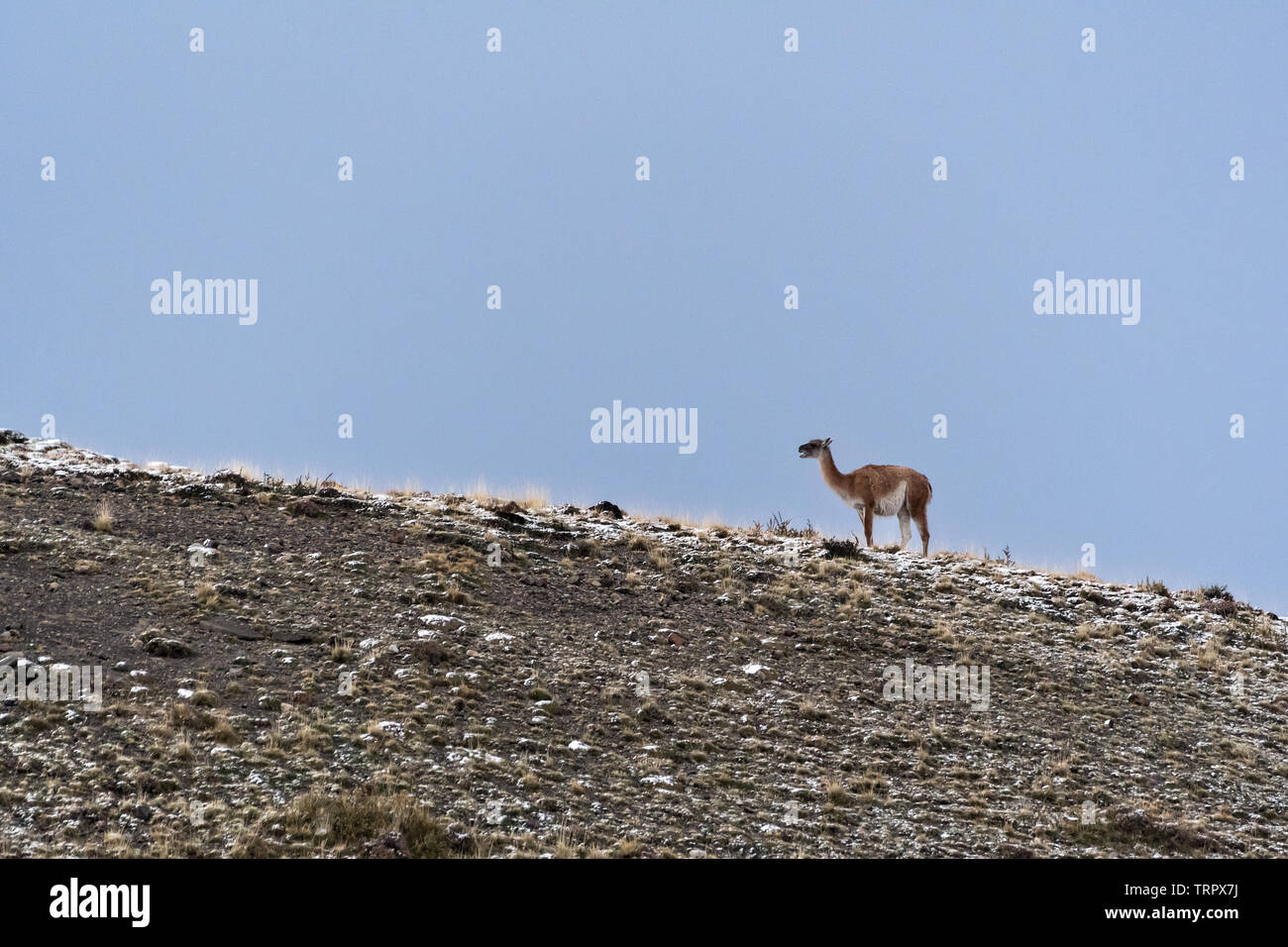 Guanaco (Lama guanicoe), Torres del Paine NP, Cile Foto Stock