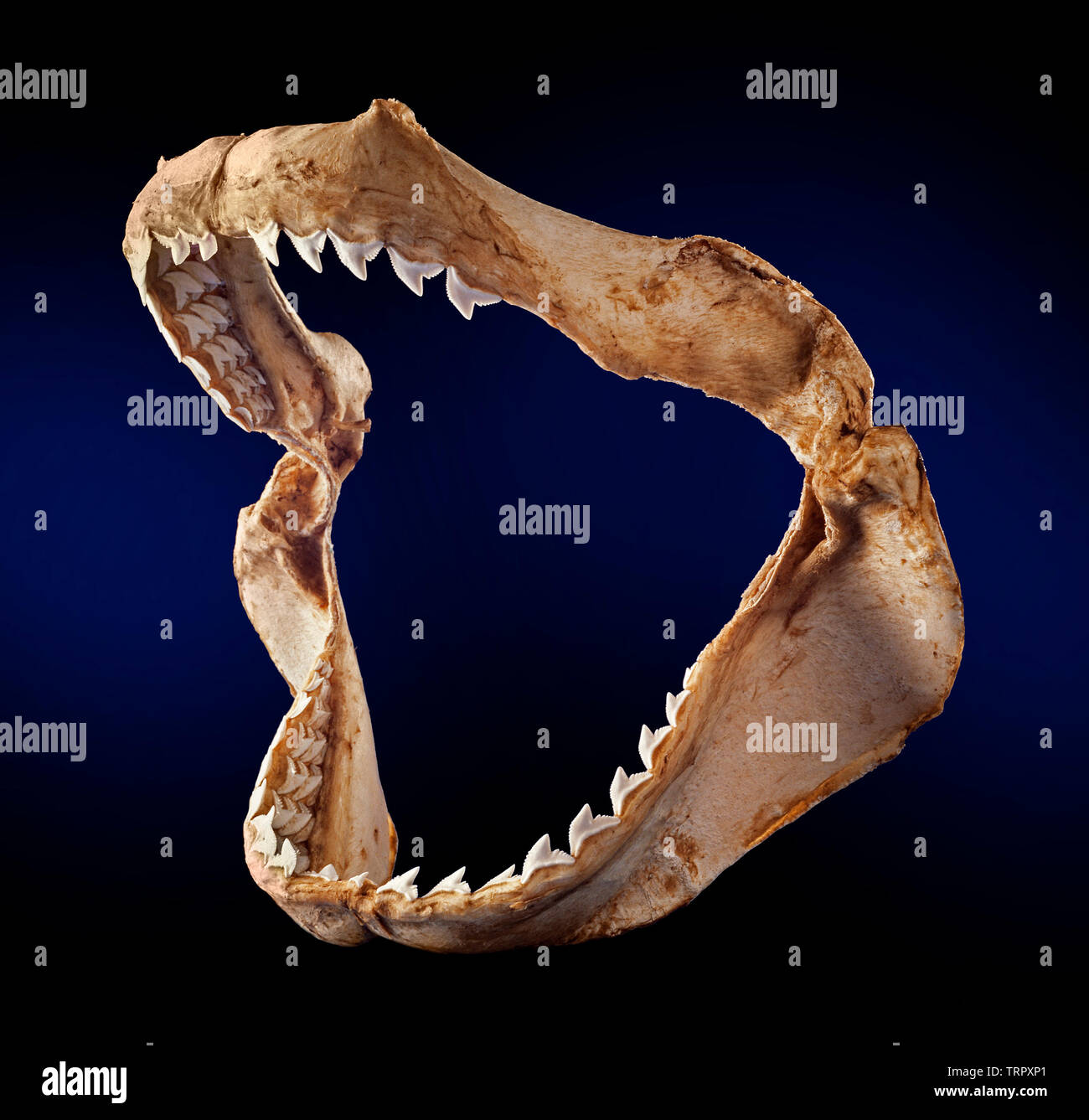 Lo squalo grande apertura ganasce che mostra denti dettaglio Foto Stock