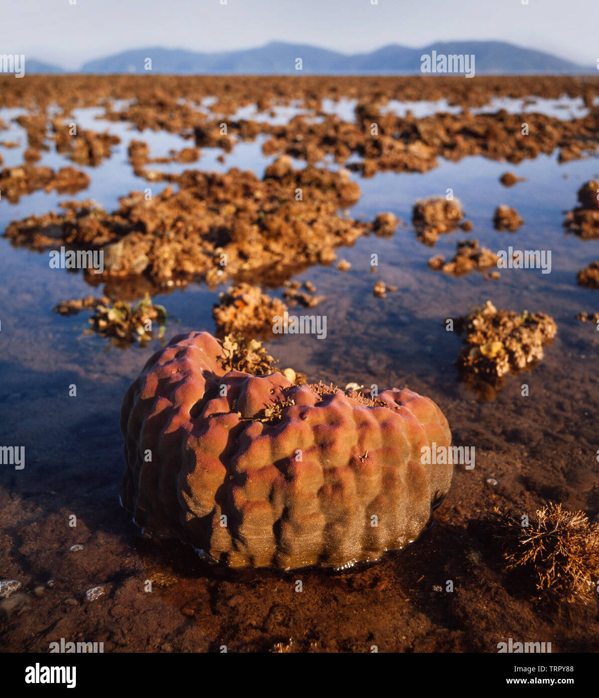 Spiaggia di Sabah scena con esposti i coralli a bassa marea, Sabah, Malaysia orientale Foto Stock