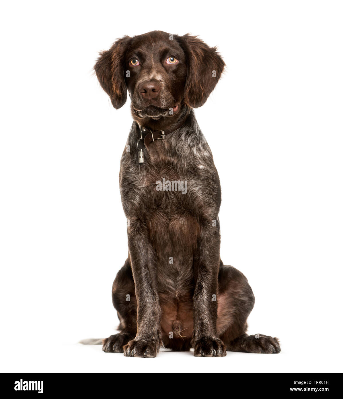 small german munsterlander