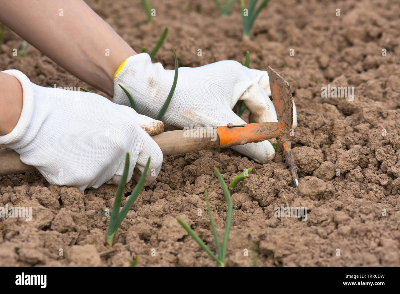 Mani guanti in operazioni di diserbatura cipolla nell'orto Foto Stock