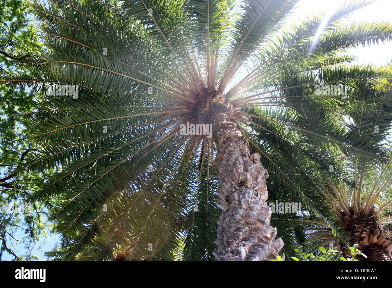 Cerca fino a un albero di palma in Waikiki, Honolulu, Hawaii Foto Stock