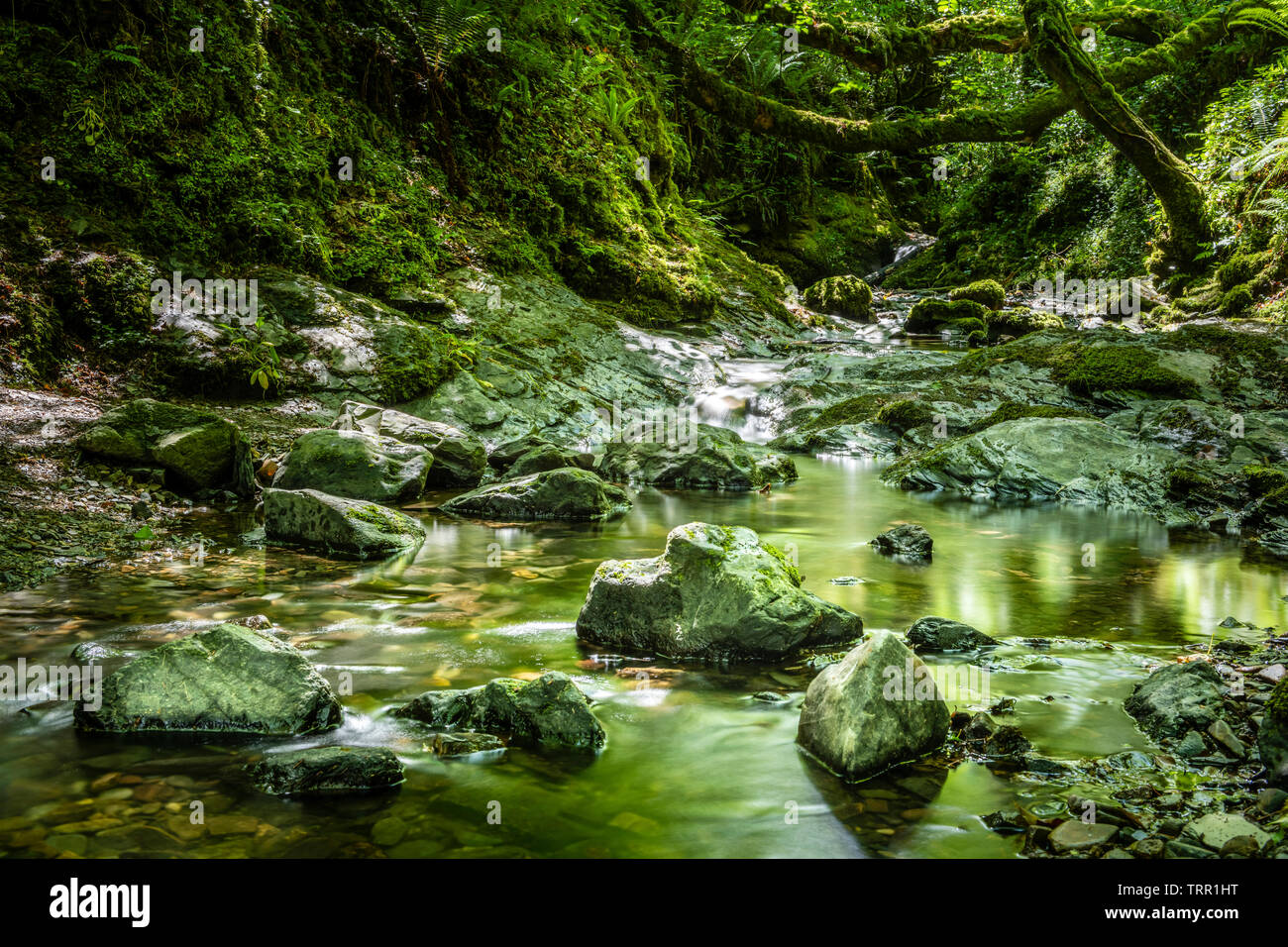 Lydford Gorge è il più profondo sulla gola del fiume nel sud ovest dell'Inghilterra. In esecuzione a sud-ovest dal pittoresco villaggio di Lydford, la gola è un uno Foto Stock