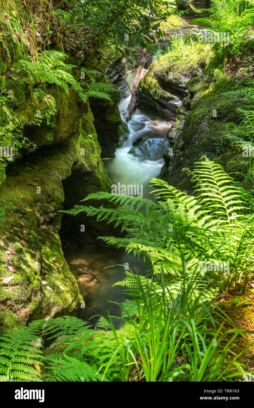 Lydford Gorge è il più profondo sulla gola del fiume nel sud ovest dell'Inghilterra. In esecuzione a sud-ovest dal pittoresco villaggio di Lydford, la gola è un uno Foto Stock