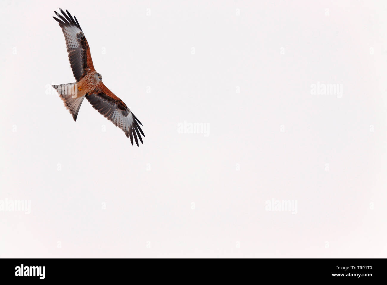Aquilone rosso [Milvus milvus] - Gigrin Farm, Rhayader, Wales, Regno Unito - nella luce di neve Foto Stock