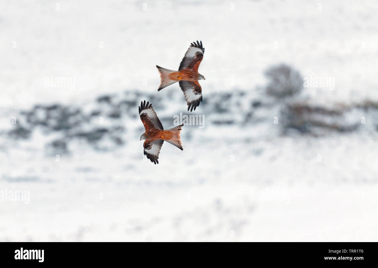 Aquilone rosso [Milvus milvus] - Gigrin Farm, Rhayader, Wales, Regno Unito - nella luce di neve Foto Stock
