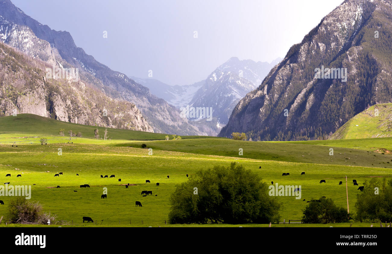 Il pascolo di bestiame in una valle montana circondata da montagne di nebbia Foto Stock