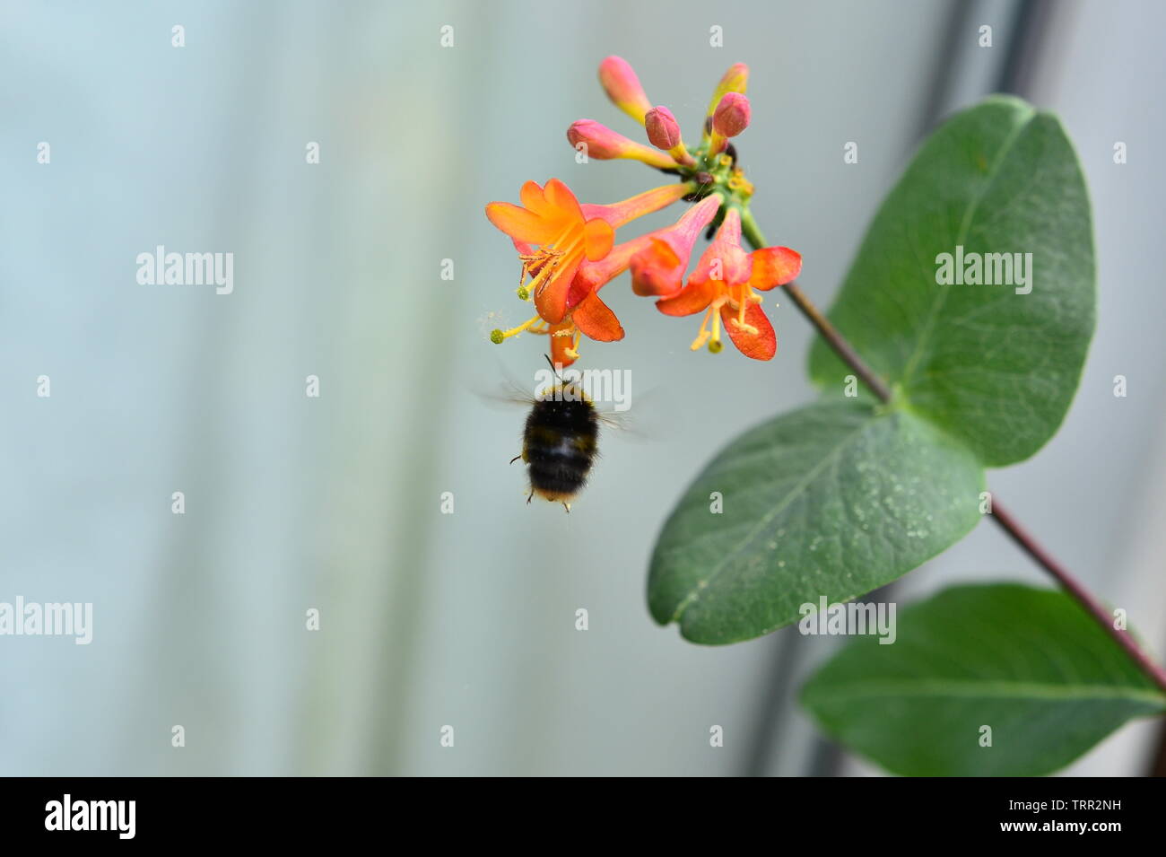 Bumble Bee mid-flight alimentando ad una tromba Caprifoglio fiore. Foto Stock