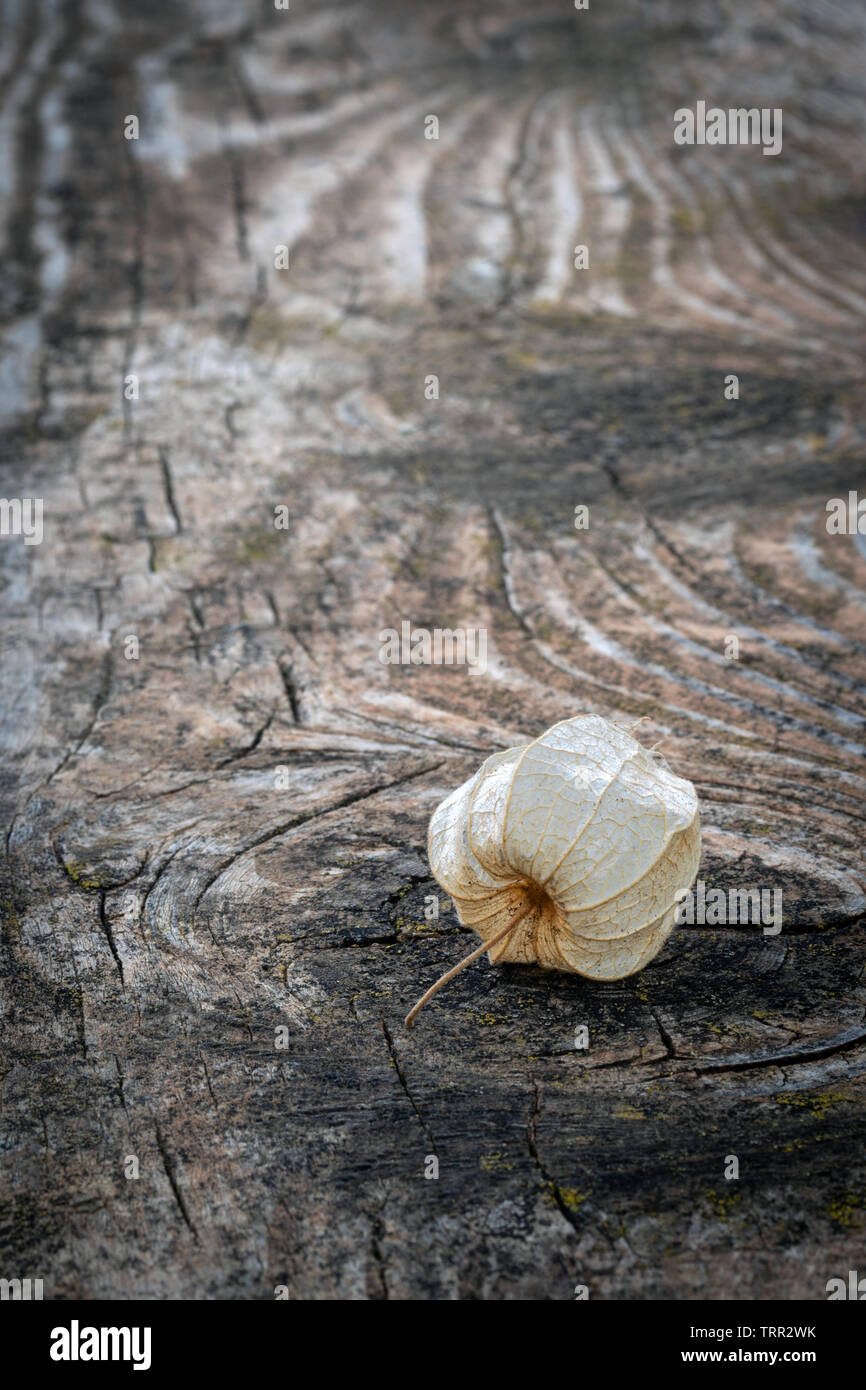 Frutta secca lolla della lanterna cinese Foto Stock