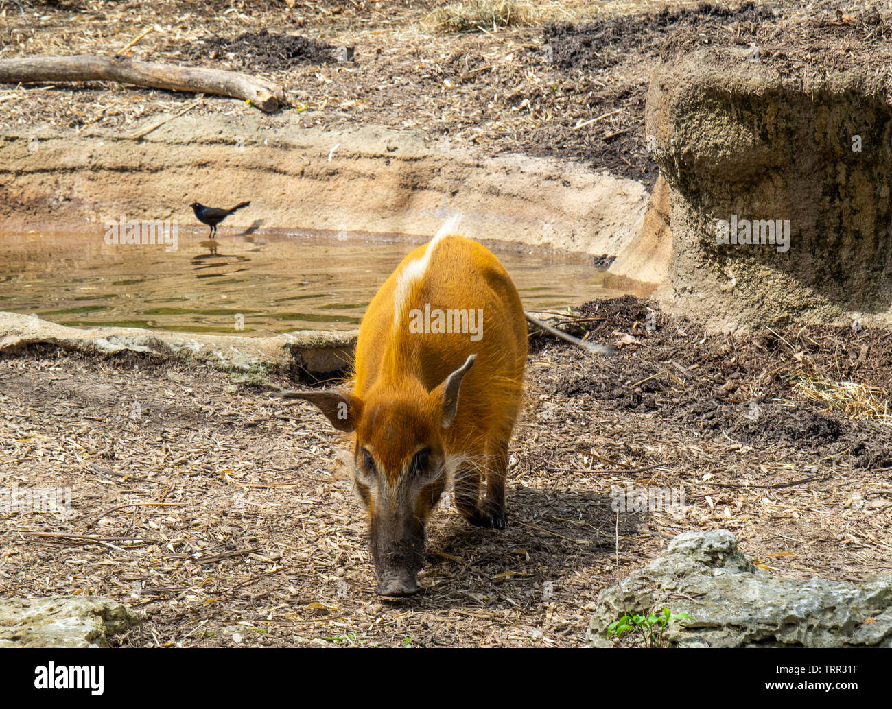 Red River Hog, bush pig, Potamochoerus porcus, in involucro a St Louis Zoological Park, Forest Park, Missouri, Stati Uniti d'America. Foto Stock
