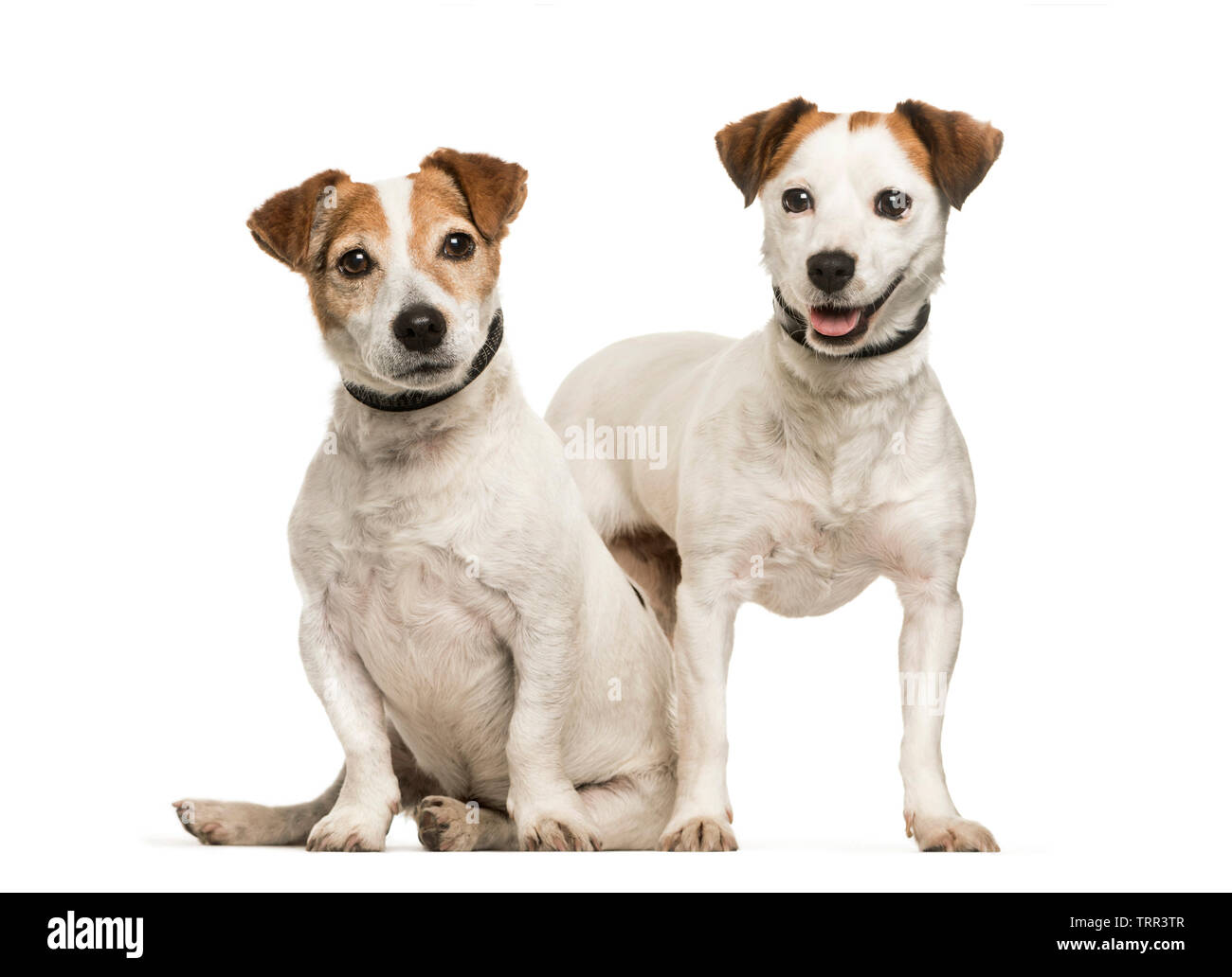 Jack Russell, 8 anni e 4 anni, seduto di fronte a uno sfondo bianco Foto Stock