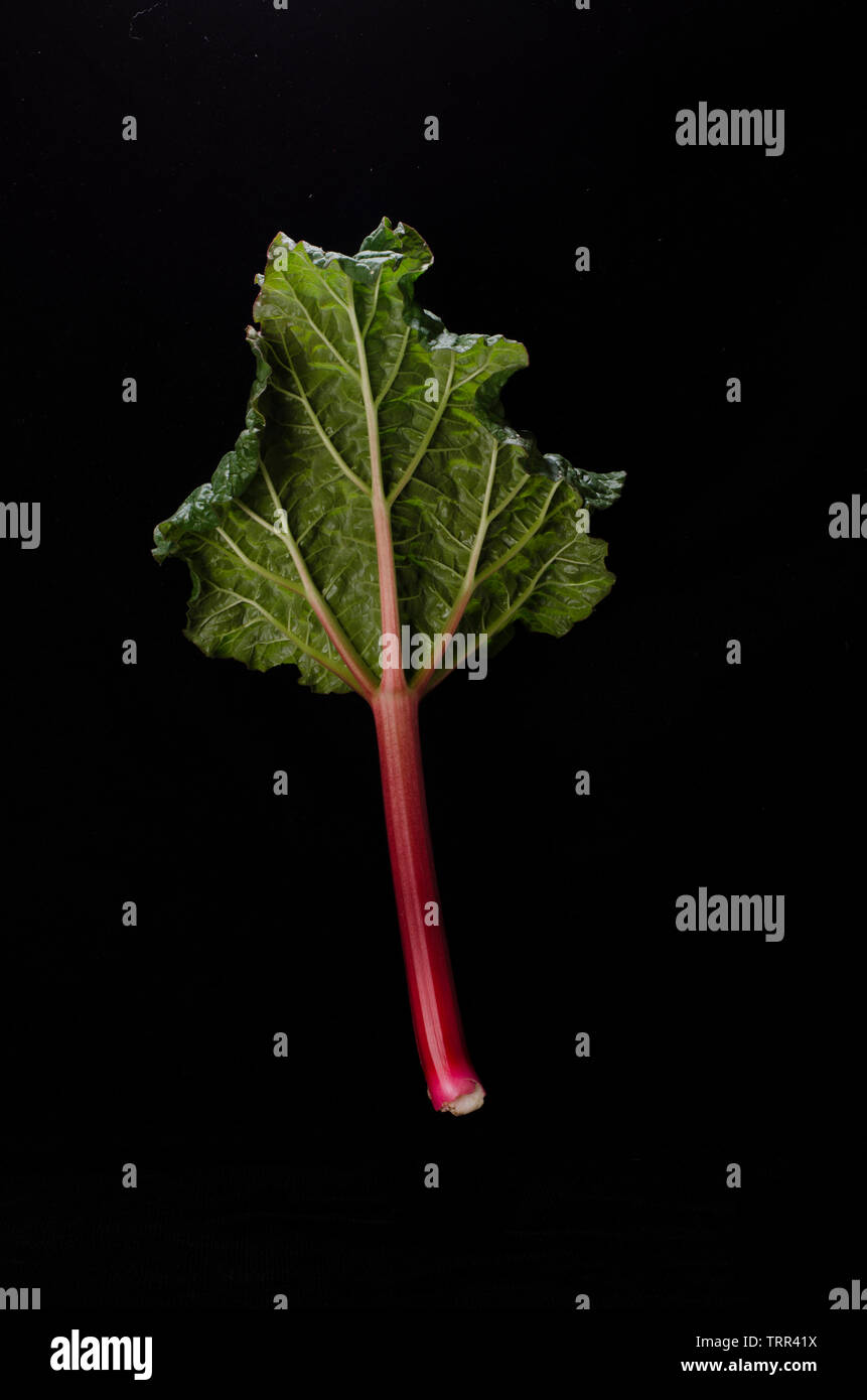 Foglia di rabarbaro e lo stelo su sfondo nero Foto Stock