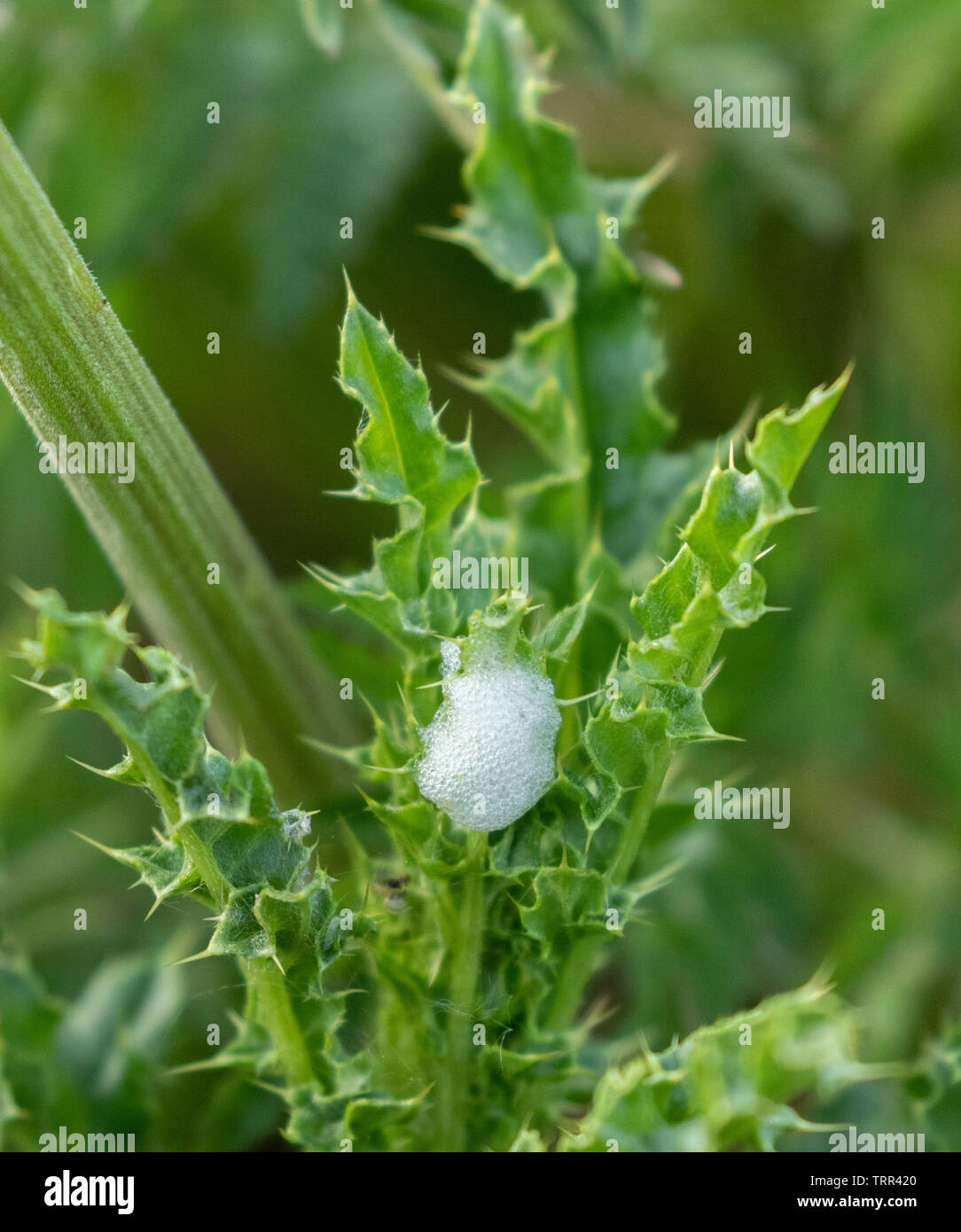 Il cuculo spit (spittlebugs) su thistle foglie. Foto Stock