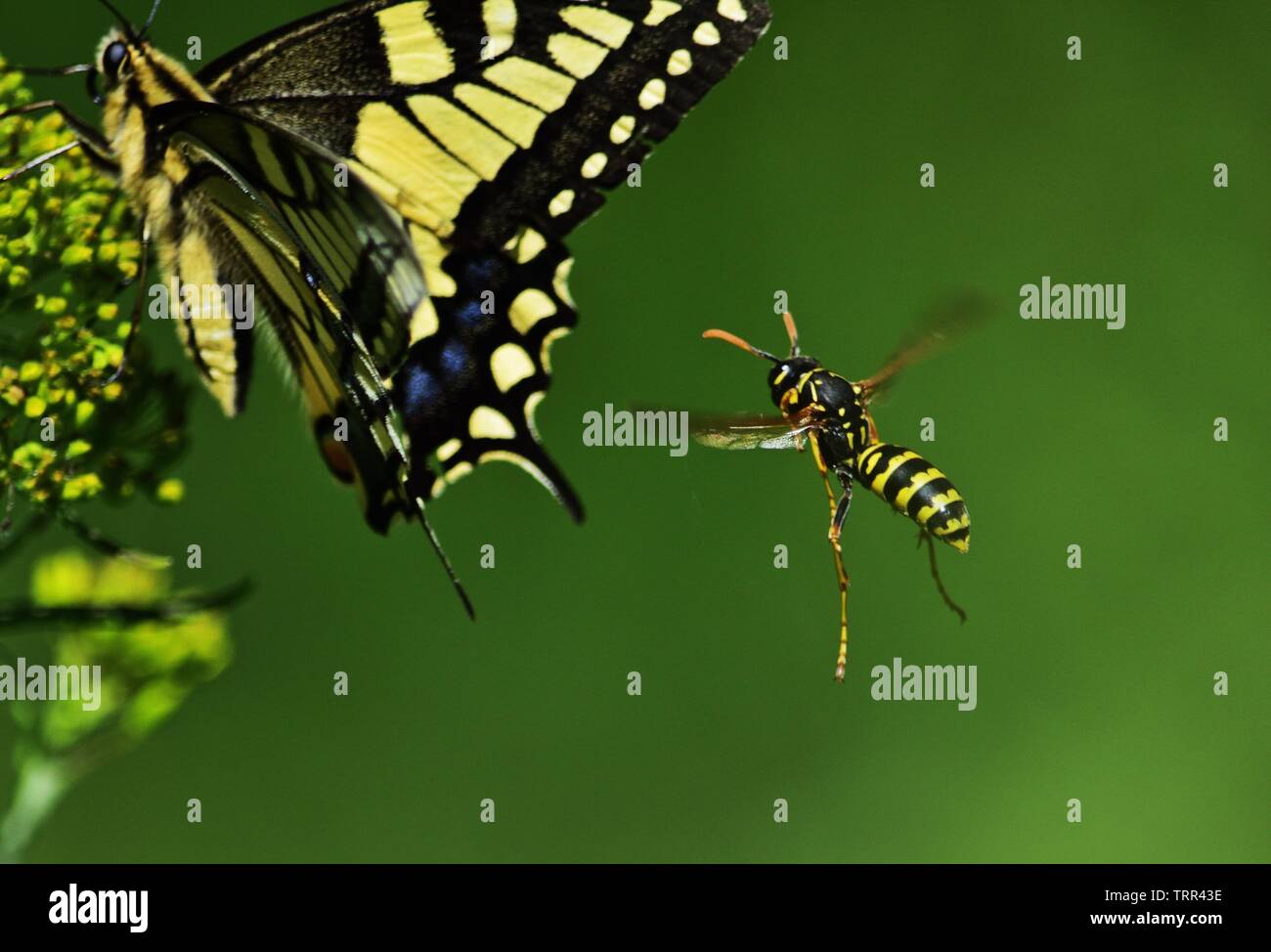 Paper wasp Polistes gallicus in volo a spaventare farfalla a coda di rondine Foto Stock